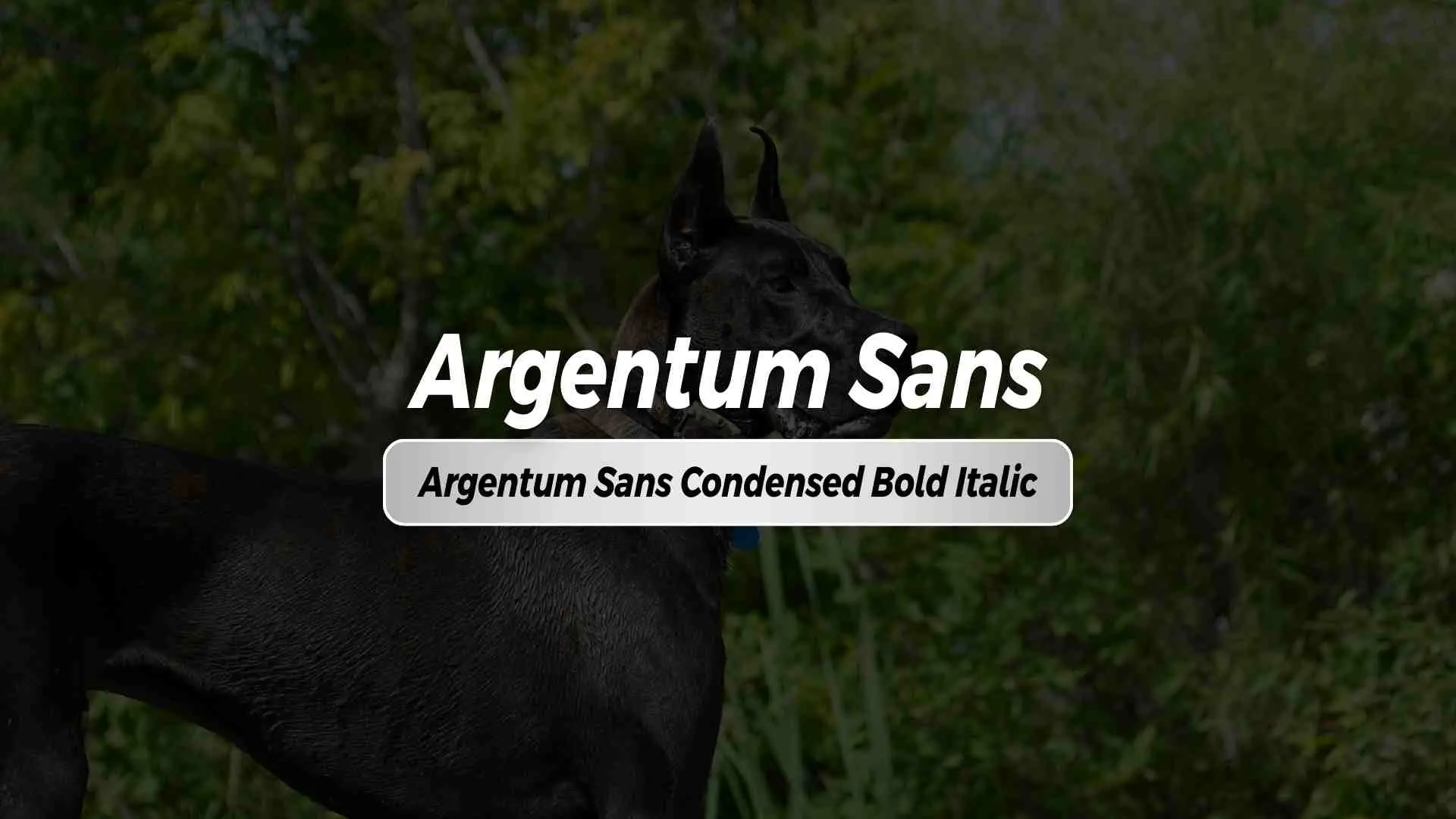 Argentum Sans Condensed Bold Italic