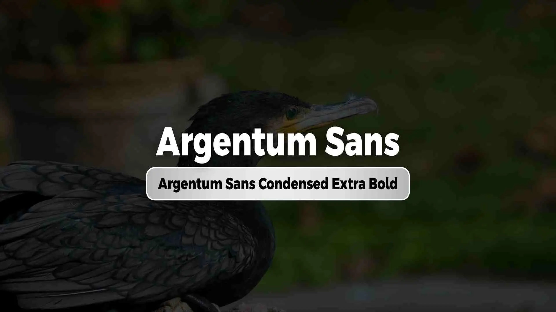 Argentum Sans Condensed Extra Bold