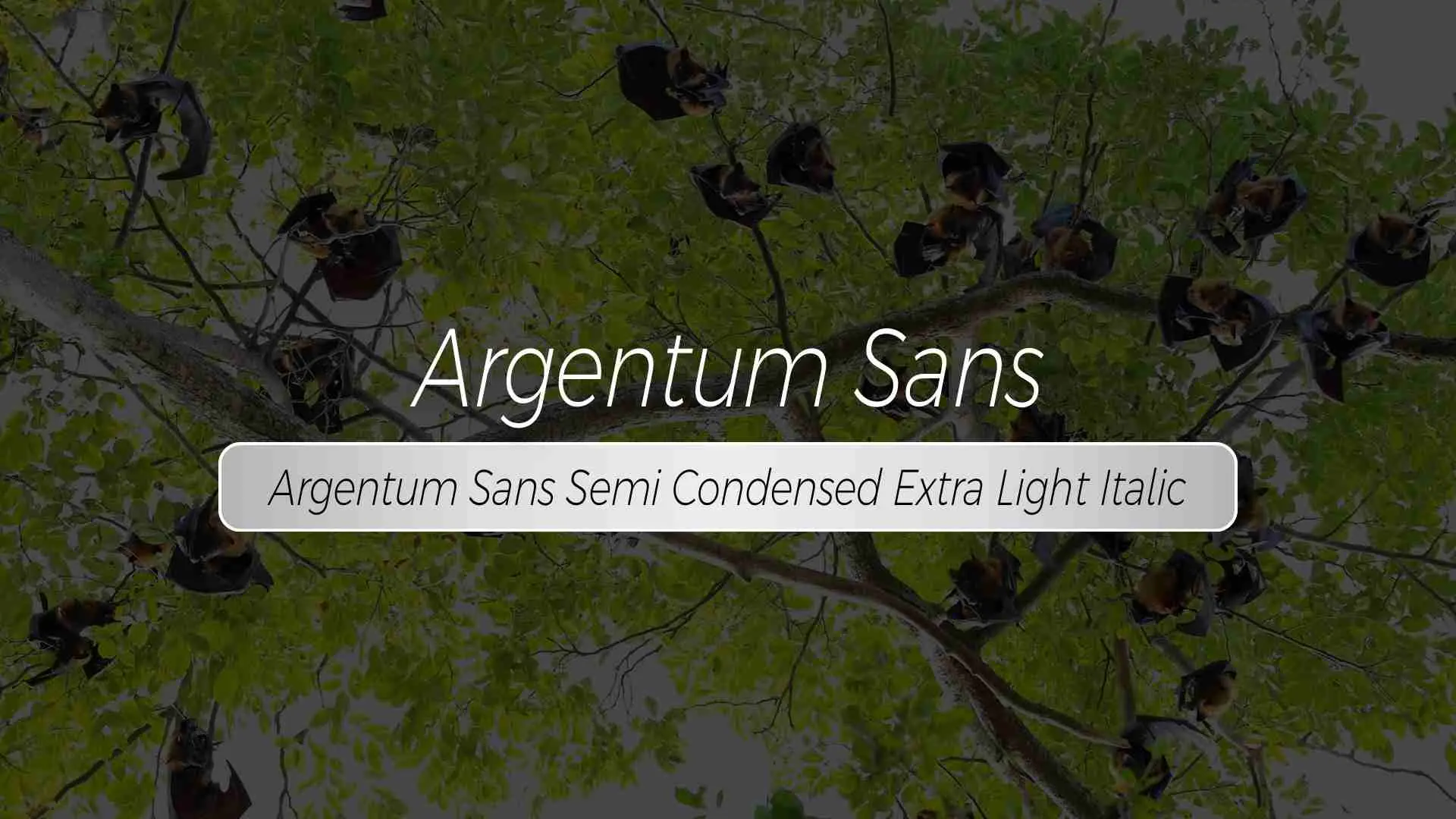 Argentum Sans Semi Condensed Extra Light Italic