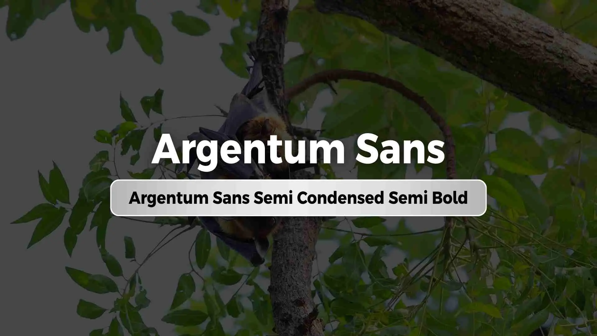 Argentum Sans Semi Condensed Semi Bold