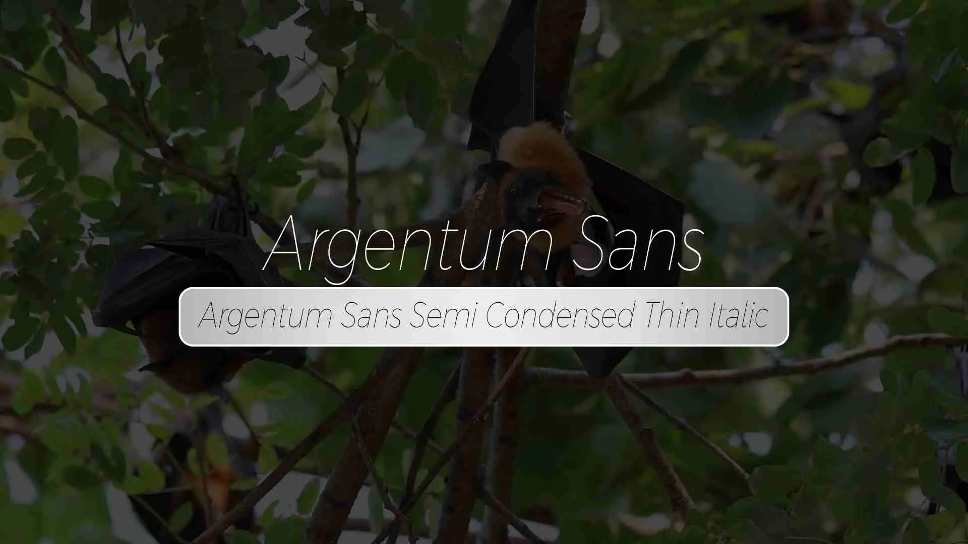Argentum Sans Semi Condensed Thin Italic