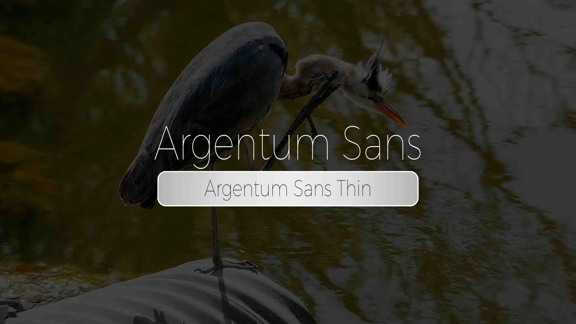 Argentum Sans Thin
