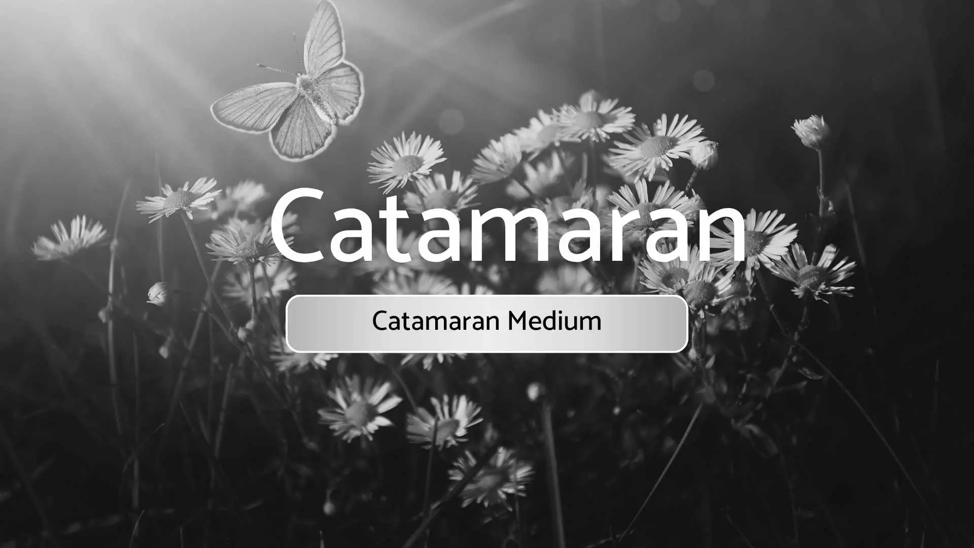 Catamaran Medium