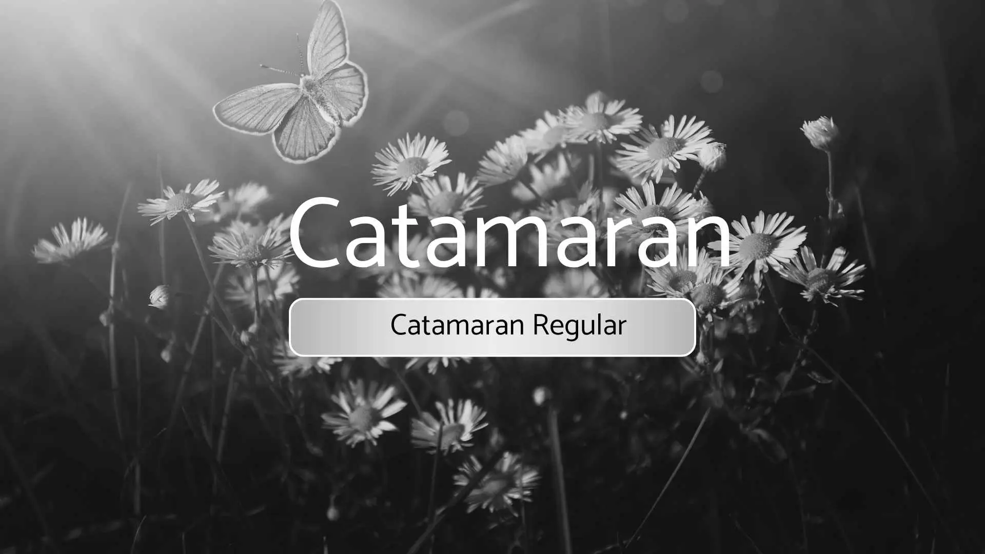 Catamaran Regular