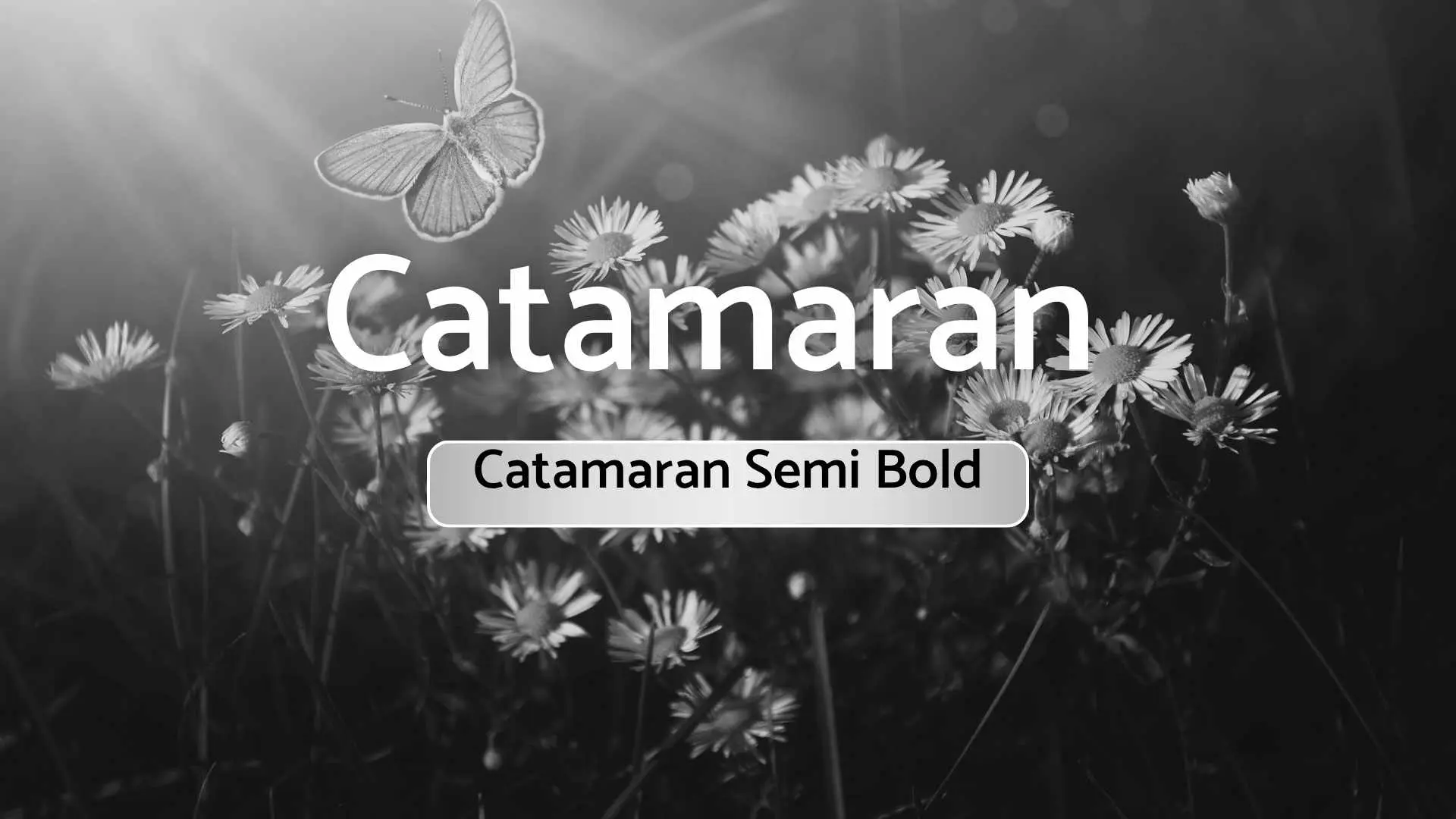 Catamaran Semi Bold