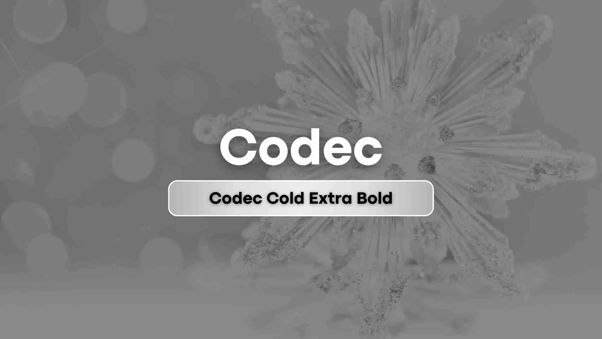 Codec Cold Extra Bold