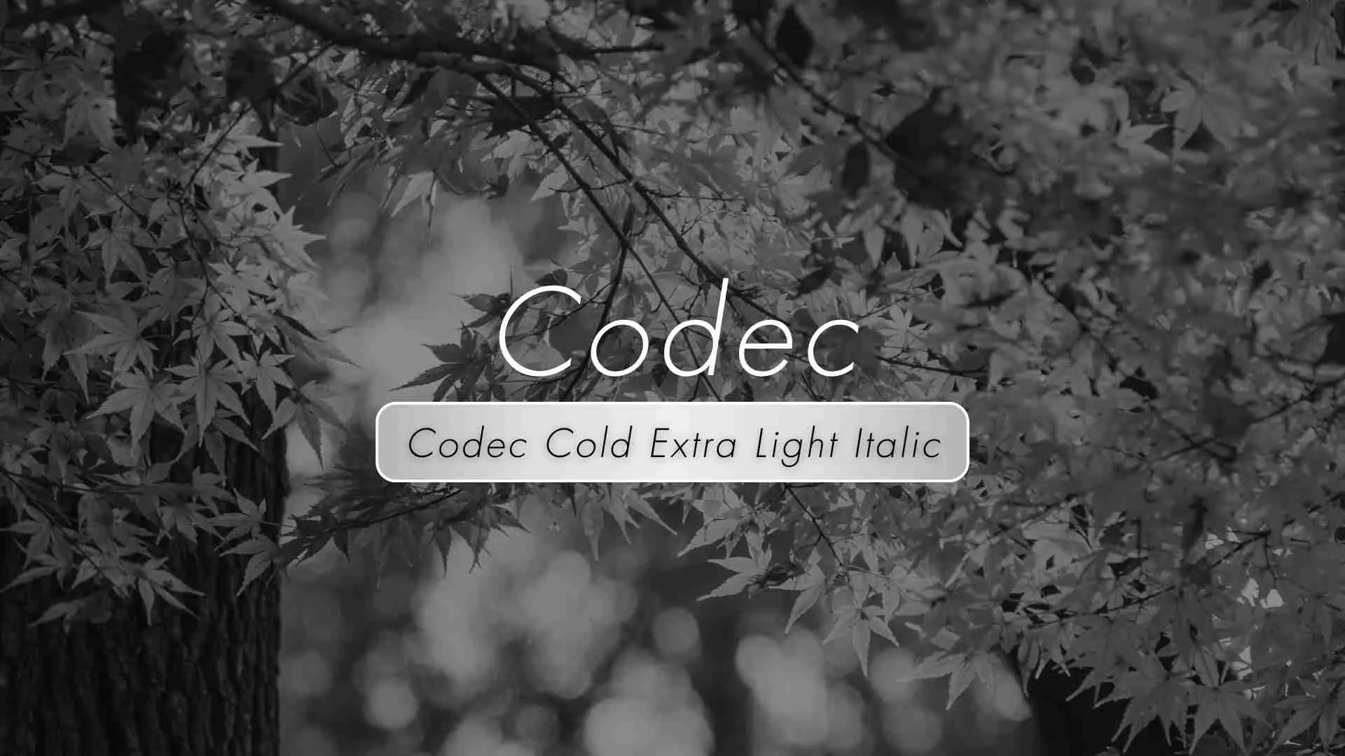 Codec Cold Extra Light Italic