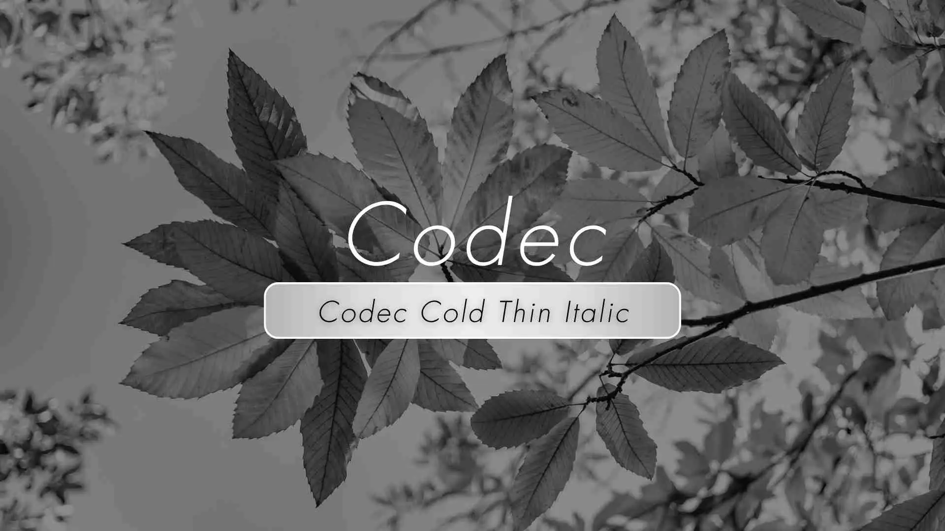 Codec Cold Thin Italic
