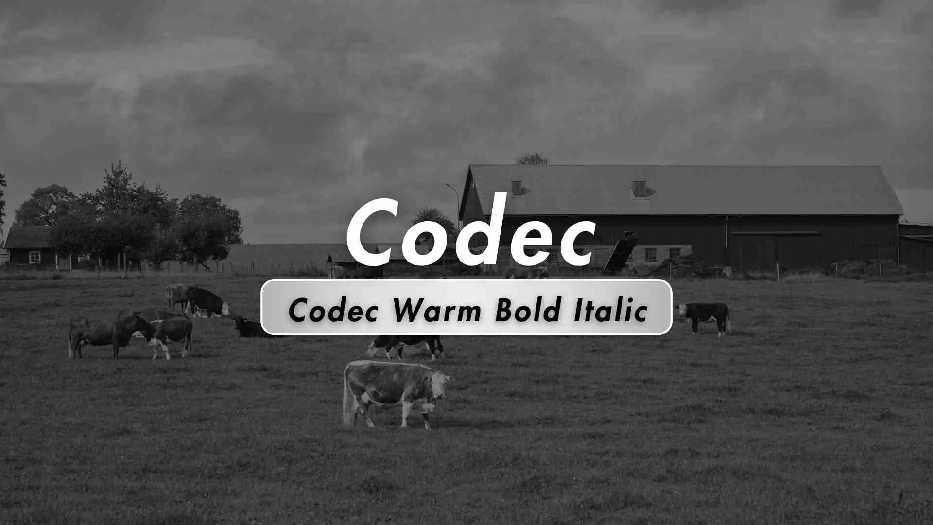 Codec Warm Bold Italic