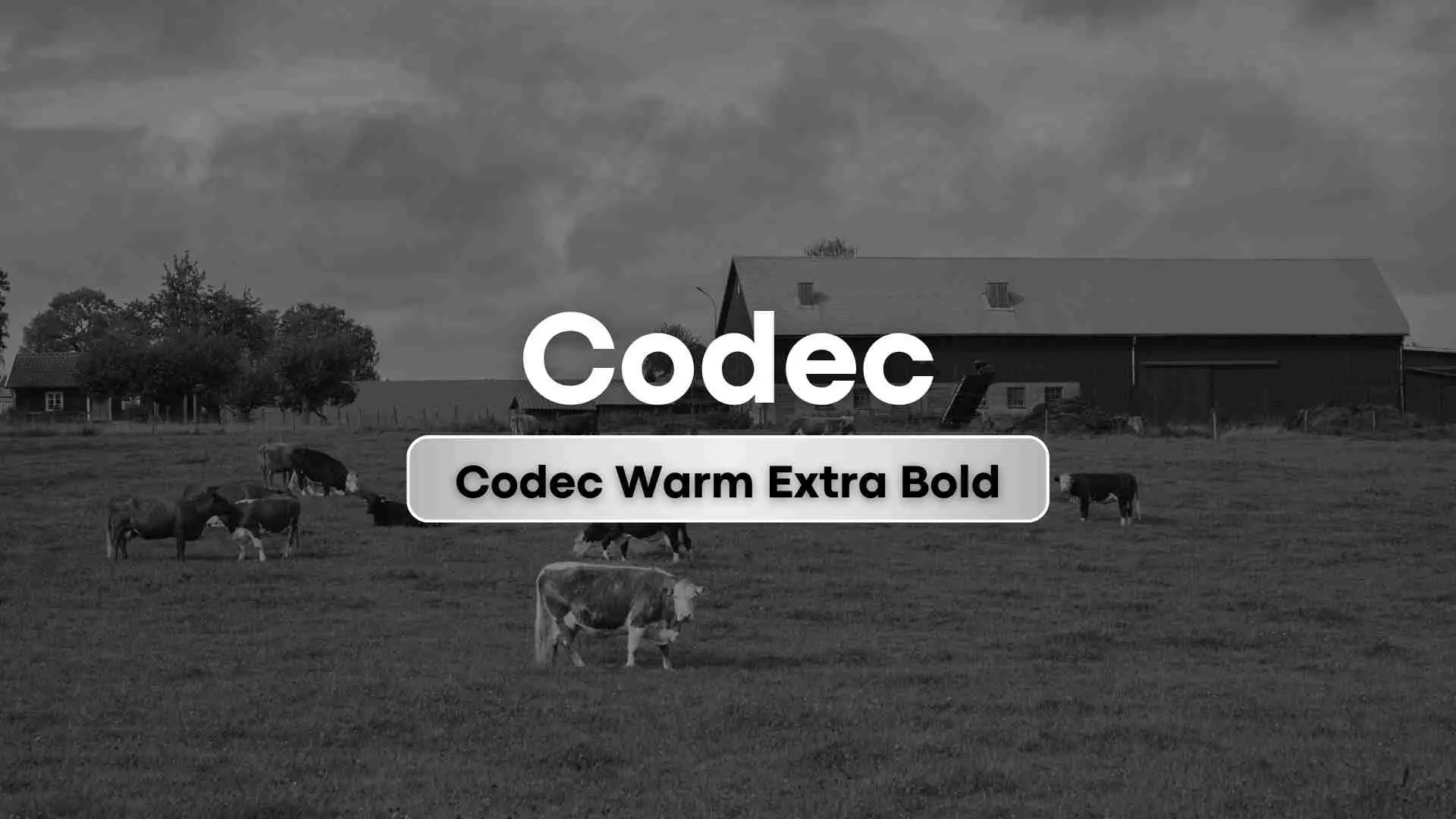 Codec Warm Extra Bold